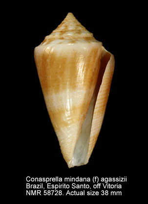 Conus mindanus (f) agassizii.jpg - Conasprella mindana (f) agassizii(Dall,1886)